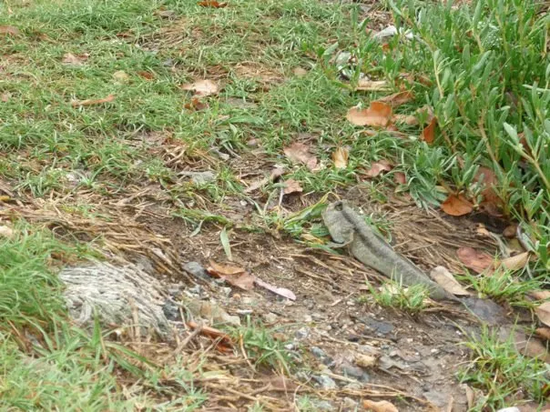 Mud Skipper at Bang Poo Recreation