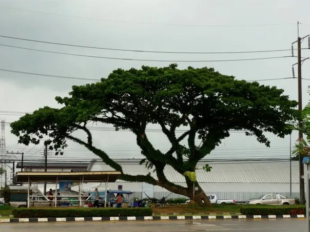 Tree in Soidao, Chantauburi