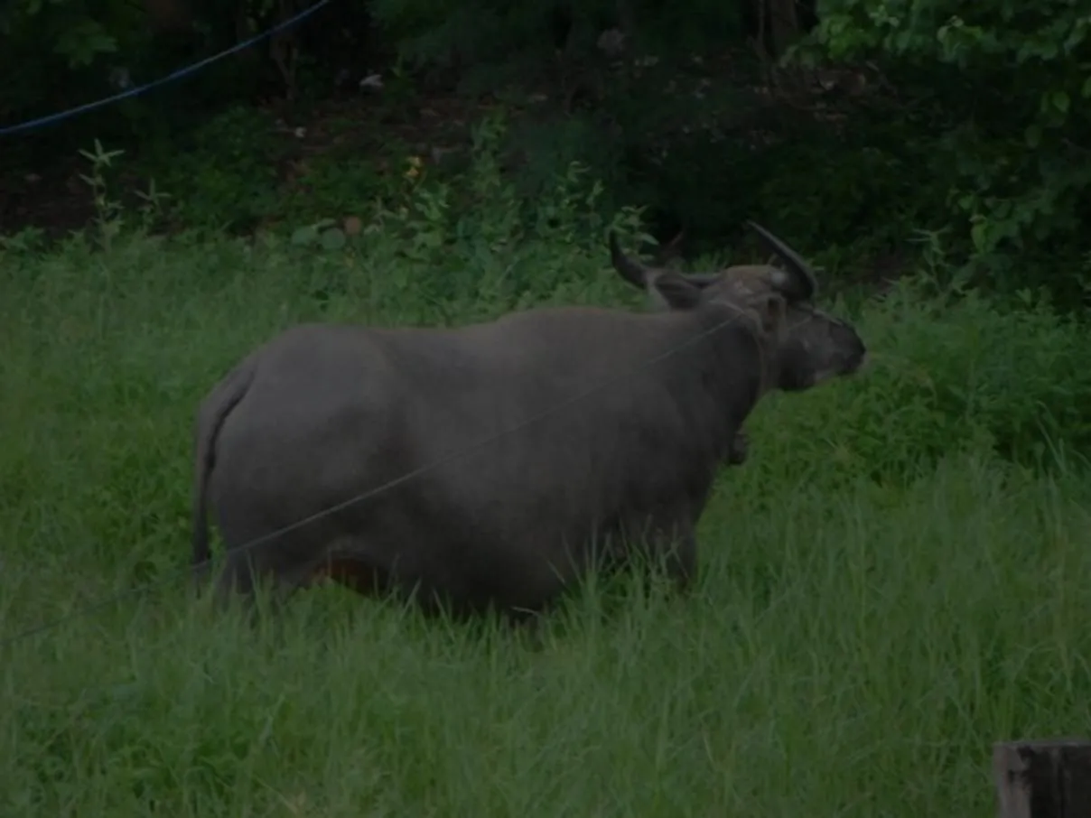 buffalo