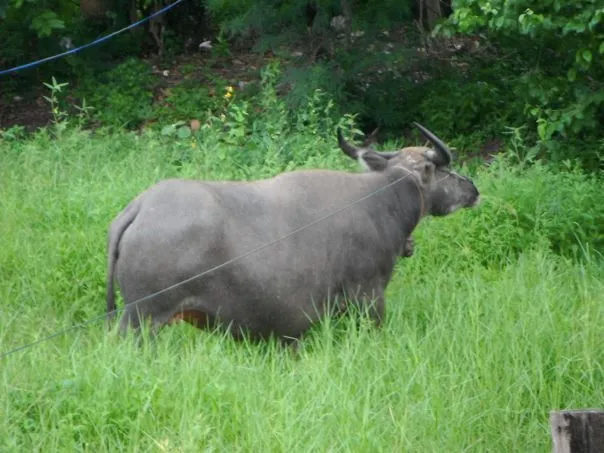buffalo