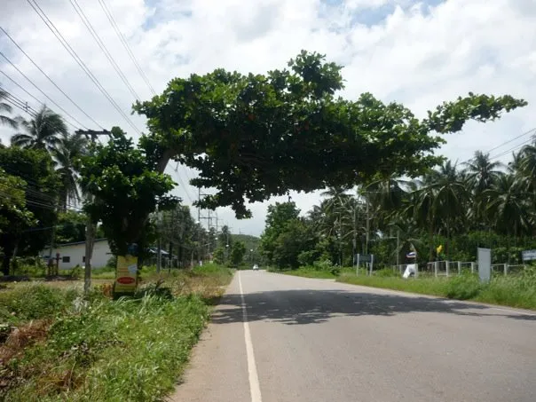weird tree in Chomphon