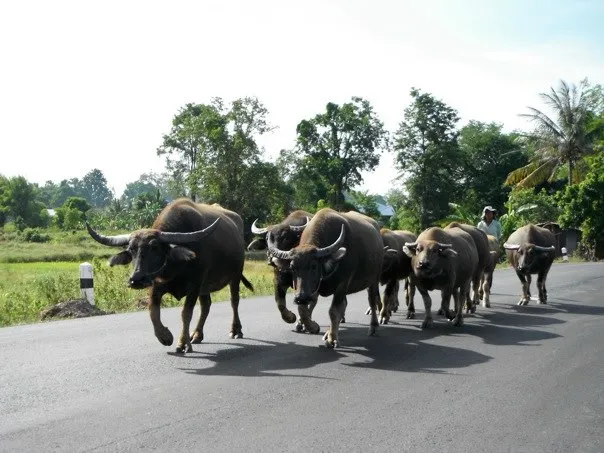 buffalo