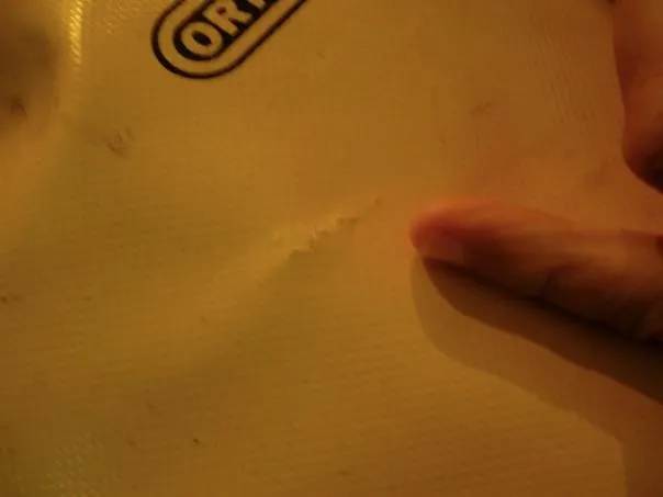 Dog Bite on Pannier