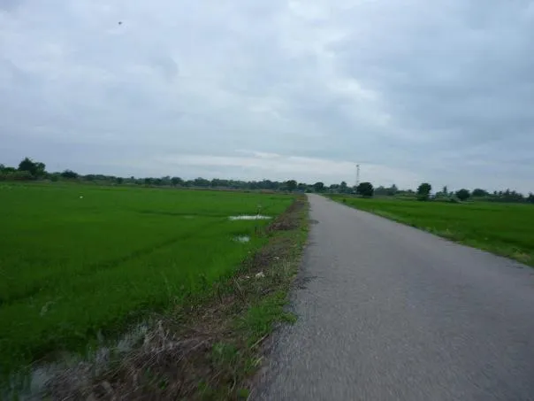 Rice Field