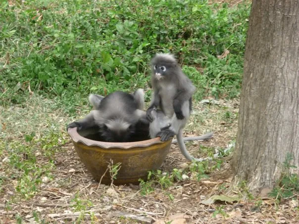 Dusky Langur at ao manao