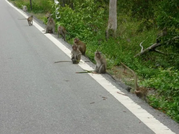 Monkeys at Sam Roi Yod