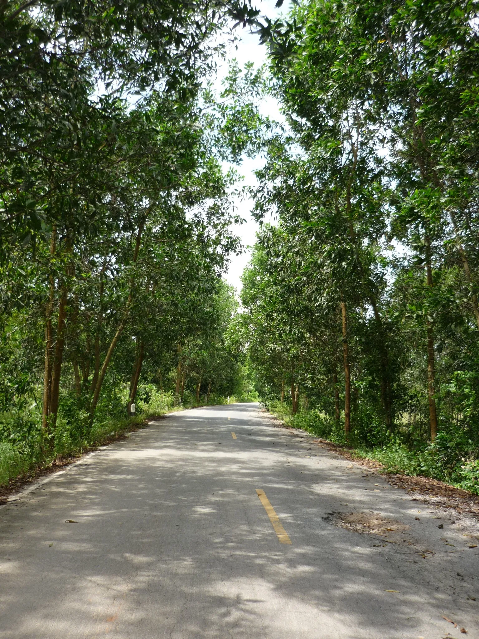 A shaded back road in the south