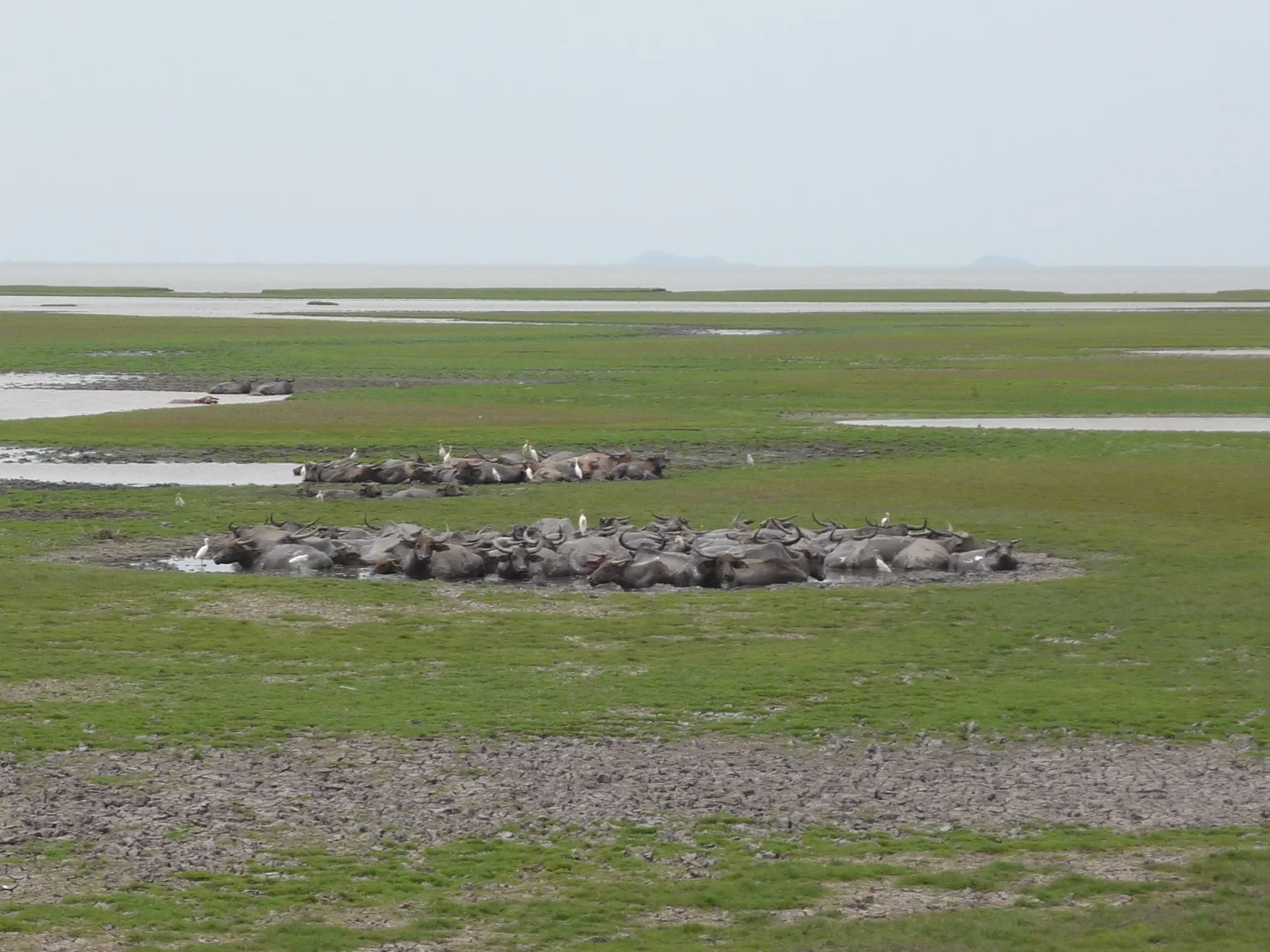 water buffalo at thalae noi, Phatthalung